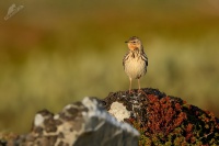 Linduska rudokrka - Anthus cervinus - Red-throated Pipit 8564